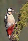 Great Spotted Woodpecker 1