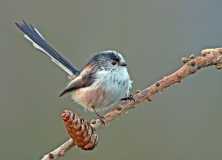 Long Tailed Tit 1