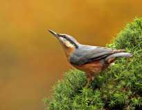 Nuthatch 1