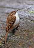 Treecreeper 1