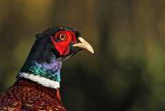 Cock Pheasant at dusk1 1