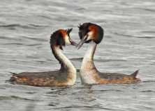 Great Crested Grebes displaying.1
