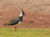 Lapwing.1