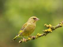 Greenfinch