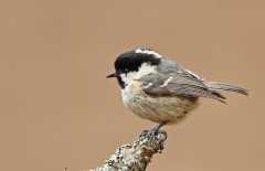 Coal Tit