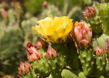 Cactus flowers sat larger