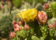 Cactus flowers unsat larger