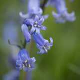 006 Bluebells,Matthew Day