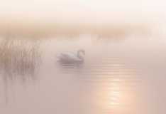 012 Tranquil Swan,Steve McGuire