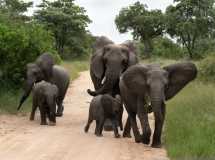 027 Elephant Family