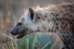016 Sunset Hunt - Spotted Hyena