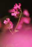 Wood Stitchwort