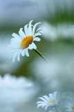 Wood Stitchwort