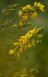 Wood Stitchwort