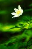 Wood Stitchwort