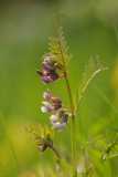 Wood Stitchwort