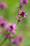 Wood Stitchwort